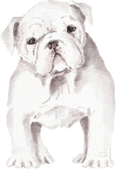 Fototapeta na wymiar English bulldog puppy illustration