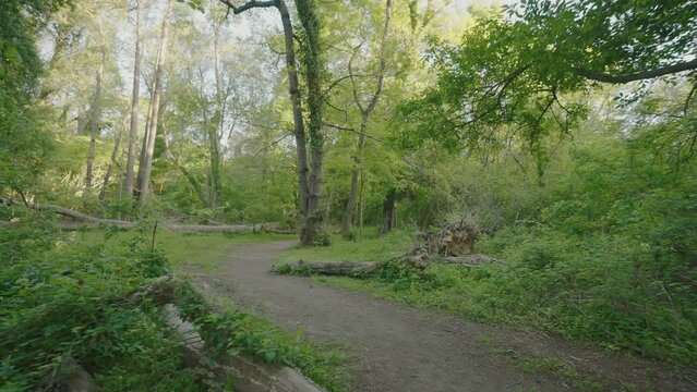 camera moves forward inside the forest of floodplain, Igneada Kirklareli Turkey