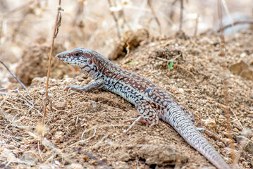 Cape Giant Whiptail