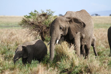 Naklejka na ściany i meble Mother elephant protecting her tiny elephant calf under her belly