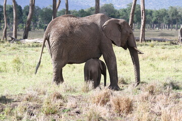 Fototapeta premium Mother elephant protecting her tiny elephant calf under her belly