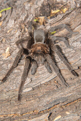 tarantula on a log waiting for a prey