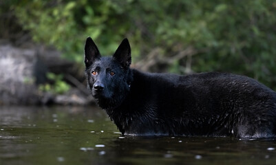 Black German Shepherd 