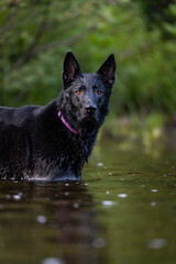 Black German Shepherd 