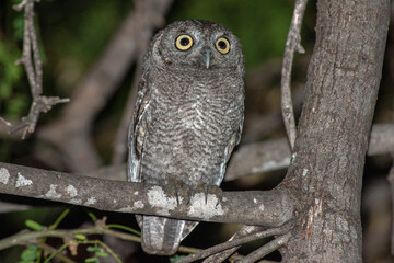 Elf owl perching on a mesquite three at night 