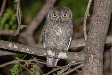 Elf owl perching on a mesquite three at night 