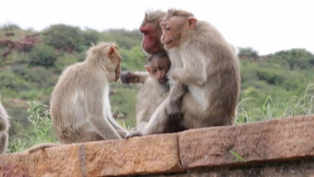 Bonnet Macaque Monkey Family.