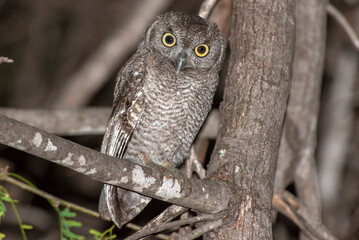 Elf owl perching on a mesquite three at night 