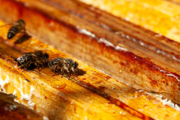 Apiculture - Abeille mellifère léchant du miel sur un cadre de hausse après la récolte