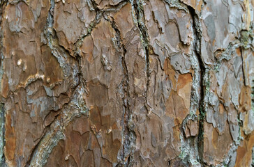 Close-up of brown pine bark texture. Backgrounds and textures