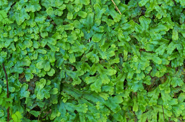 Close-up of the green texture of the small leaves of a plant.