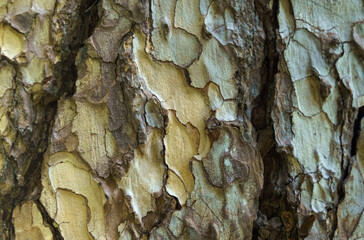 The texture of the bark of a plane tree close-up.