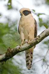laughing falcon perching on a tree while hunting 