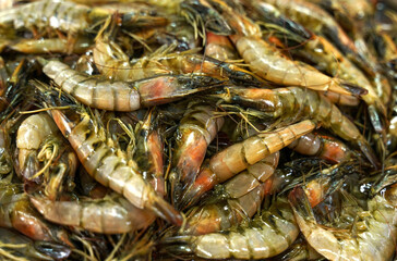 Many freshly caught shrimp are on the market counter.