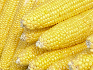 Close up uncooked organic fresh sweet corn on the cob. 