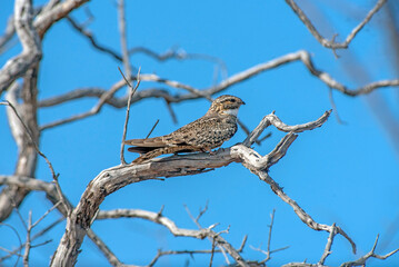 Lesser nighthawk perching on a branch 