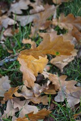 Brown oak leaves on the ground with green grass during autumn, fall season