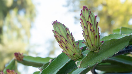 Fototapeta premium Cactus flower buds close-up, plant background
