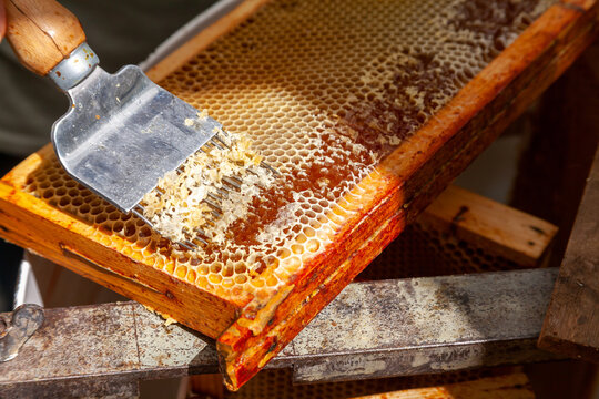 Apiculture - A la miellerie - Gros plan la main d'un apiculteur tenant une herse pour d&eacute;soperculer les alv&eacute;oles contenant le miel dans un cadre de ruche pos&eacute; sur un extracteur