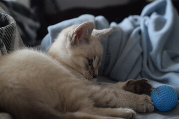 Cute Small White Kitten Playing with Toy Laying Down