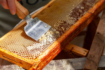 Apiculture - A la miellerie - Gros plan la main d'un apiculteur tenant une herse pour désoperculer...