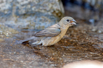 Femalevaried bunting bathing in a stream