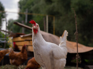 Free range chicken on a traditional poultry farm