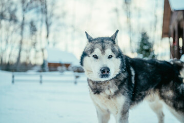husky dog on a snow-covered winter on a cold day