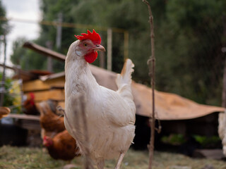 Free range chicken on a traditional poultry farm