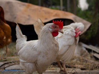 Free range chicken on a traditional poultry farm
