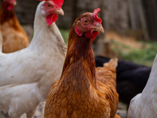 Free range chicken on a traditional poultry farm