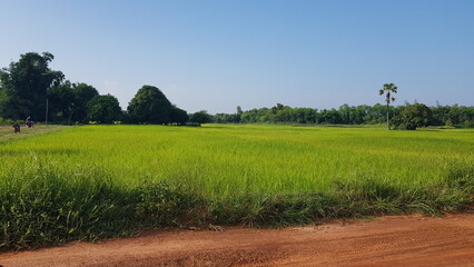 rice field