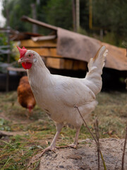 Free range chicken on a traditional poultry farm