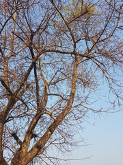 tree branches against sky