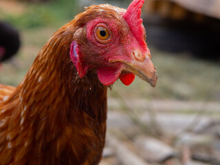 Free range chicken on a traditional poultry farm