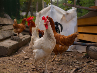 Free range chicken on a traditional poultry farm