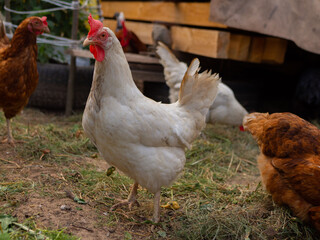 Free range chicken on a traditional poultry farm