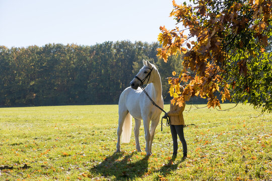 Pferd mit Frau im Herbst