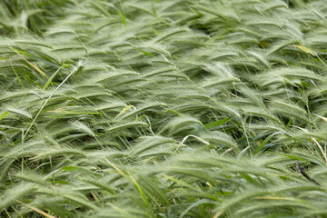 Wheat field