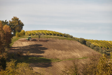 Vineyard cultivation