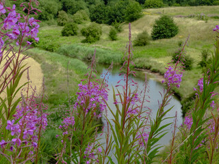 Obraz premium Looking through flowers at a winding river