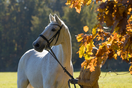Pferd  im Herbst