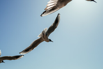 Herring Sea gull open wings flying on clear blue sky on the sun background.