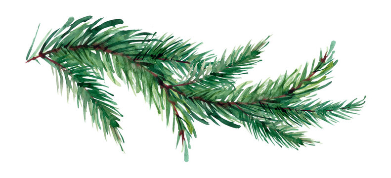 Watercolor painted pine branch on white background