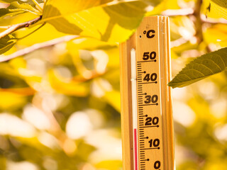 Isolated Thermometer making 20 degrees celsius temperature in Autumn season . Yellow tree leaves Nature green brown forest background . Cold weather concept in Hungary , Europe . Global climate change