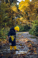 Fototapeta na wymiar A little boy with a bouquet of yellow leaves plays in a puddle.