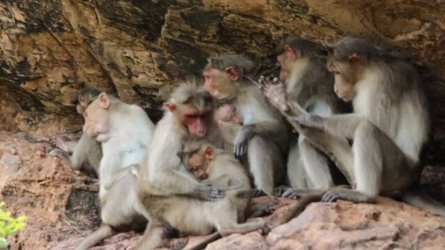 Bonnet Macaque Monkey Family.