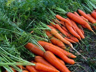 Picking fresh carrots. Close-up of a harvested heap of carrots with herbs