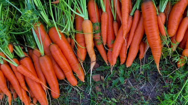 Picking fresh carrots. Close-up of a harvested heap of carrots with herbs