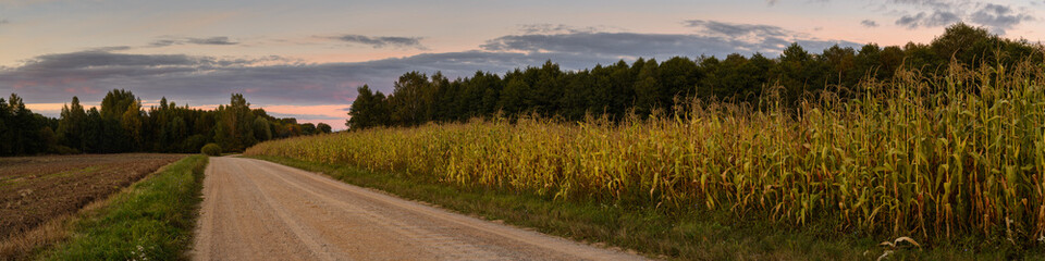 wide panoramic view of farmland with the edge of a cornfield along a rural dirt road on an autumn...